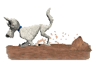 cane bianco scava.gif